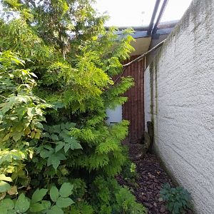 Zamocs Zoo - Pheasantry - Azure-winged Magpie, Bali Myna and Palawan Peacock-Pheasant