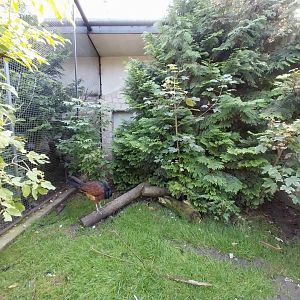 Zamocs Zoo - Pheasantry - Great Curassow (Crax rubra rubra)