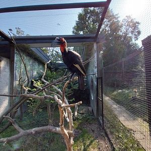 Zamocs Zoo - Pheasantry - Southern Ground Hornbill (Bucorvus leadbeateri)