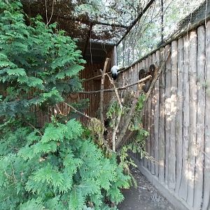 Zamocs Zoo - Pheasantry - Tibetan White Eared-pheasant (Crossoptilon crossoptilon drouynii)