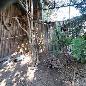 Zamocs Zoo - Pheasantry - Tibetan White Eared-pheasant (Crossoptilon crossoptilon drouynii)