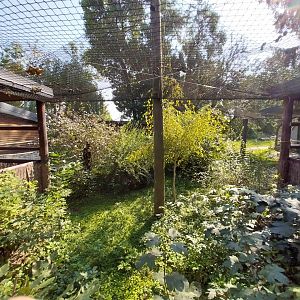 Zamocs Zoo - Pheasantry - Grey Crowned Crane (Balearica regulorum) aviary