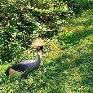 Zamocs Zoo - Pheasantry - Grey Crowned Crane (Balearica regulorum) aviary