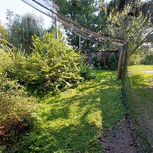 Zamocs Zoo - Pheasantry - Grey Crowned Crane (Balearica regulorum) aviary