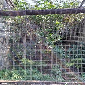 Zamocs Zoo - Pheasantry - Marsh Mongoose (Atilax paludinosus)