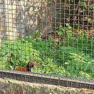 Zamocs Zoo - Pheasantry - Marsh Mongoose (Atilax paludinosus)