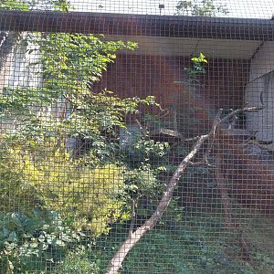 Zamocs Zoo - Pheasantry - White-bearded Palm Civet enclosure