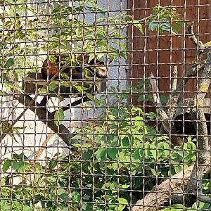 Zamocs Zoo - Pheasantry - White-bearded Palm Civet (Paguma larvata leucomystax)