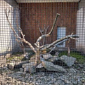 Zamocs Zoo - Pheasantry - Cape Rock Hyrax enclosure