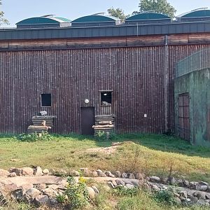 Zamocs Zoo - Cat House - Siberian Tiger (Panthera tigris altaica)