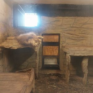 Zamocs Zoo - Cat House - Lion (Panthera leo)
