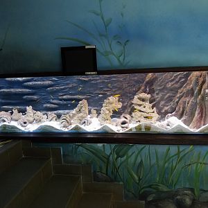 Zamocs Zoo - Cat House - Aquarium - Cichlid aquarium
