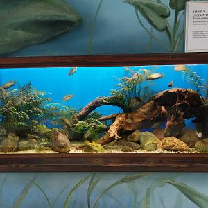 Zamocs Zoo - Cat House - Aquarium - Otjikoto Tilapia aquarium