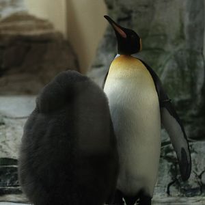 King Penguin (Aptenodytes patagonicus)
