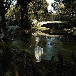 Dalmatian Pelican (Pelecanus crispus)