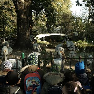 Dalmatian Pelican Exhibit - Fall 2024