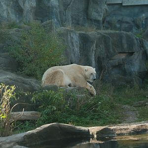 Polar Bear Exhibit (Fall 2024)