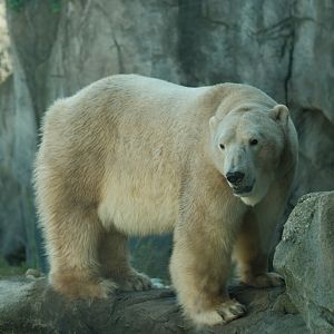 Polar Bear (Ursus maritimus)