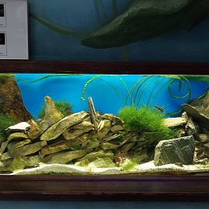 Zamocs Zoo - Cat House - Aquarium - Lake Tanganyika