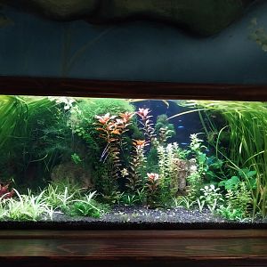 Zamocs Zoo - Cat House - Aquarium - Tetra aquarium