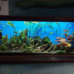 Zamocs Zoo - Cat House - Aquarium - Guppy aquarium