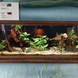 Zamocs Zoo - Cat House - Aquarium - Gar aquarium