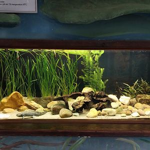 Zamocs Zoo - Cat House - Aquarium - Axolotl aquarium