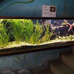 Zamocs Zoo - Cat House - Aquarium - Angelfish aquarium