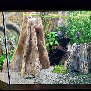 Zoo Zamocs - Cat House - Aquarium - Freshwater Angelfish aquarium