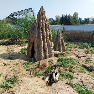 Zamocs Zoo - Meerkat (Suricata suricatta)