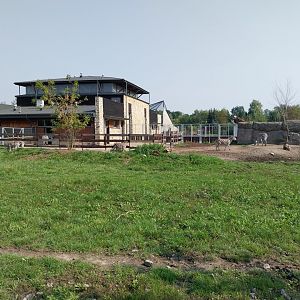 Zamocs Zoo - Giraffe building - Grant's Zebra (Equus quagga boehmi)