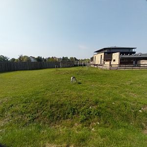 Zamocs Zoo - Giraffe building - Mhor Gazelle (Nanger dama mhorr)