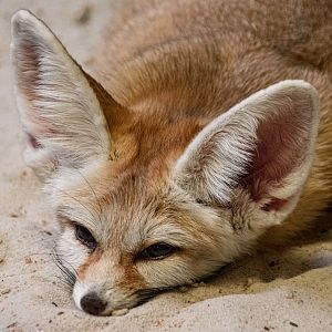 Fennec fox (Vulpes zerda)
