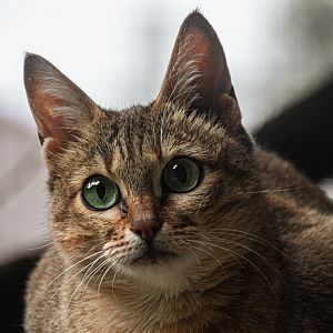 Gordon's wildcat (Felis lybica gordoni)