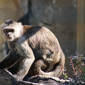 Weeper Capuchin