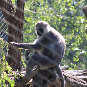 Hanuman Langur