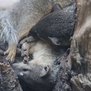 Narrow-striped Boky Boky