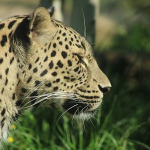 Persian Leopard
