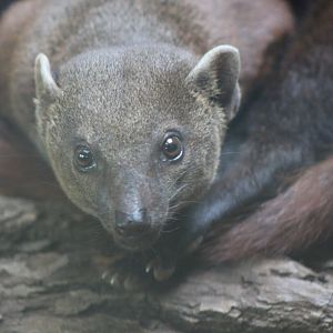 Ring-tailed Vontsira