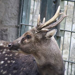 Visayan Spotted Deer