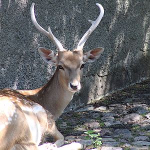 Persian Fallow Deer
