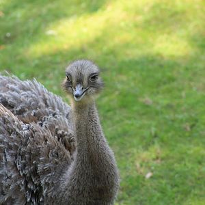 Darwin's Rhea