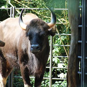 Gaur