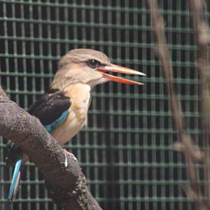 Brown-hooded Kingfisher