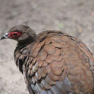 Edward's Pheasant