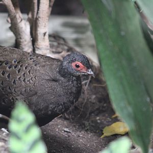 Germain's Peacock-pheasant