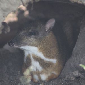 Java Mouse Deer
