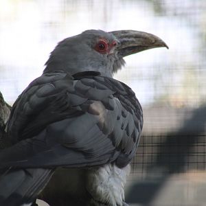 Channel-billed Cuckoo