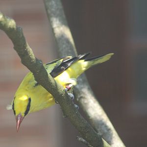 African Golden Oriole