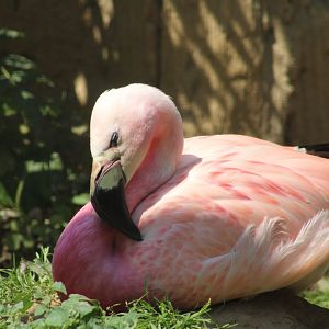 Andean Flamingo